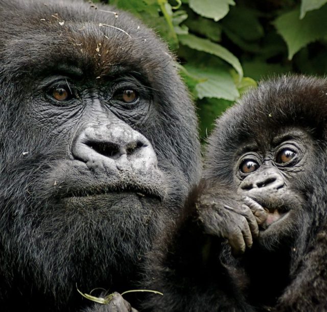 Mountain-Gorillas-1170x750