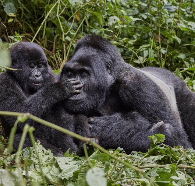 mountain-gorilla_P4A7740_12_2024