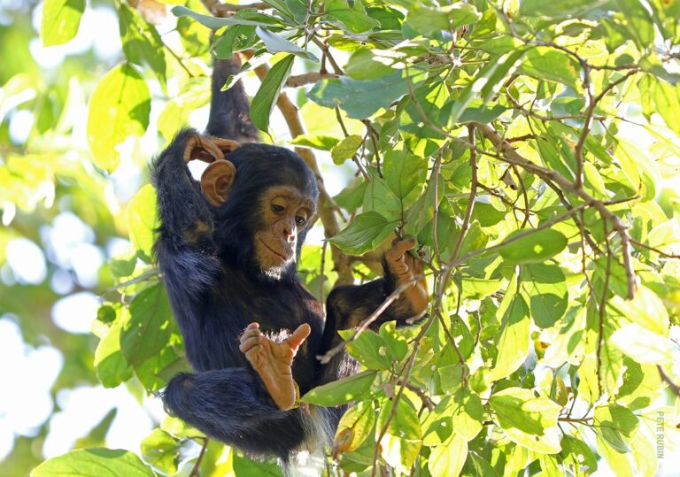 young-chimpanzee_pete-rubin