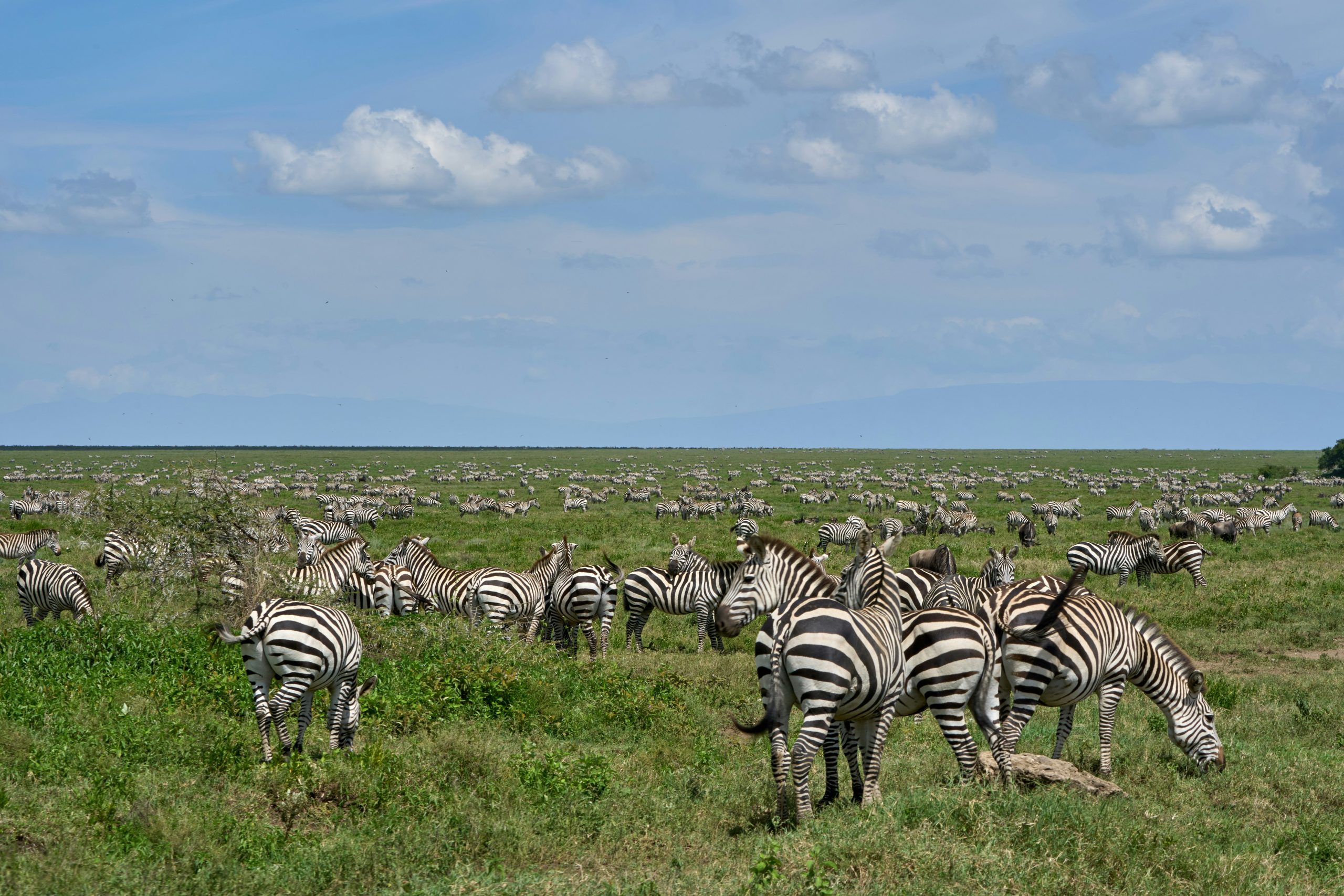 Ngorongoro, Serengeti Safari