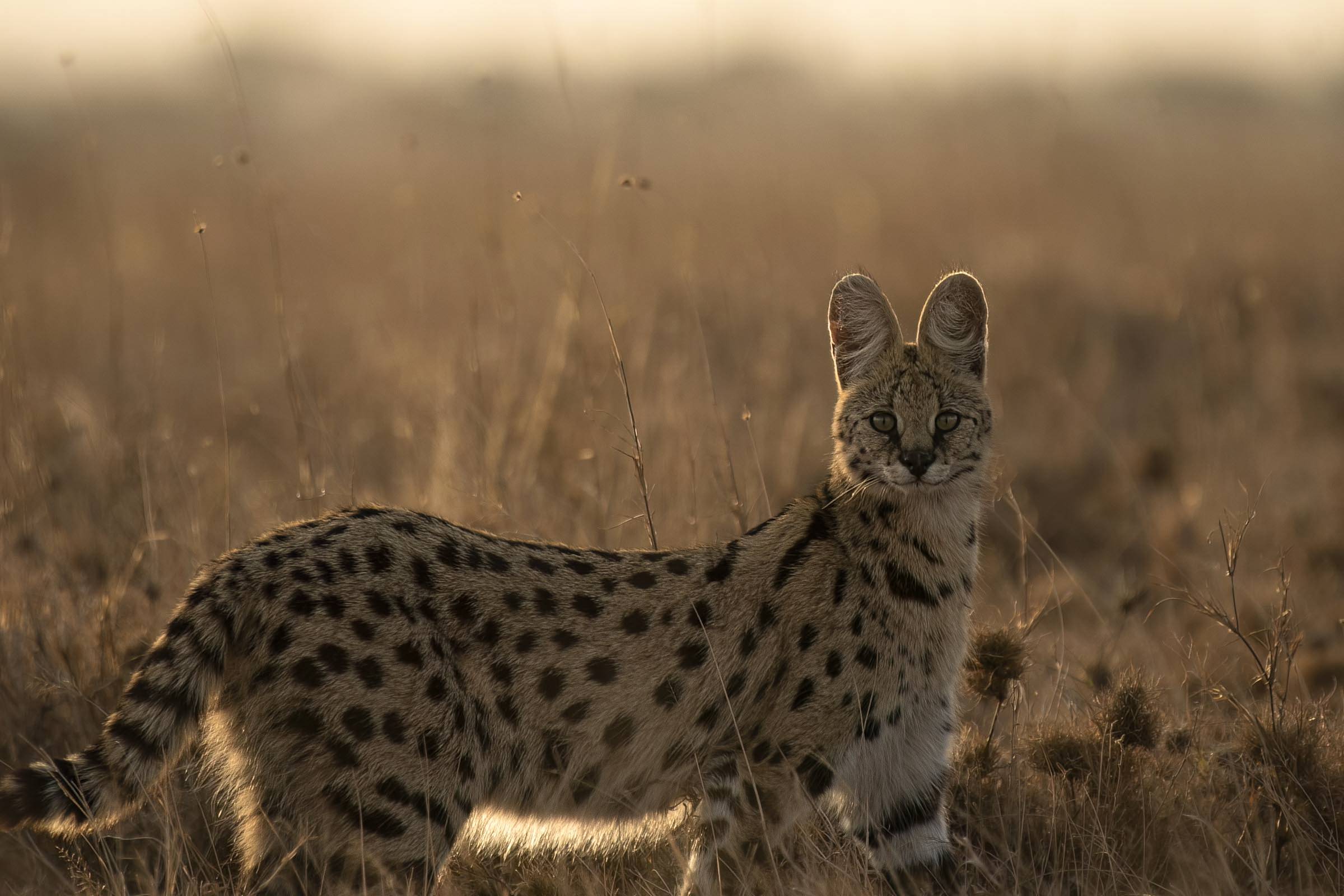 Hidden Gems of Western Tanzania