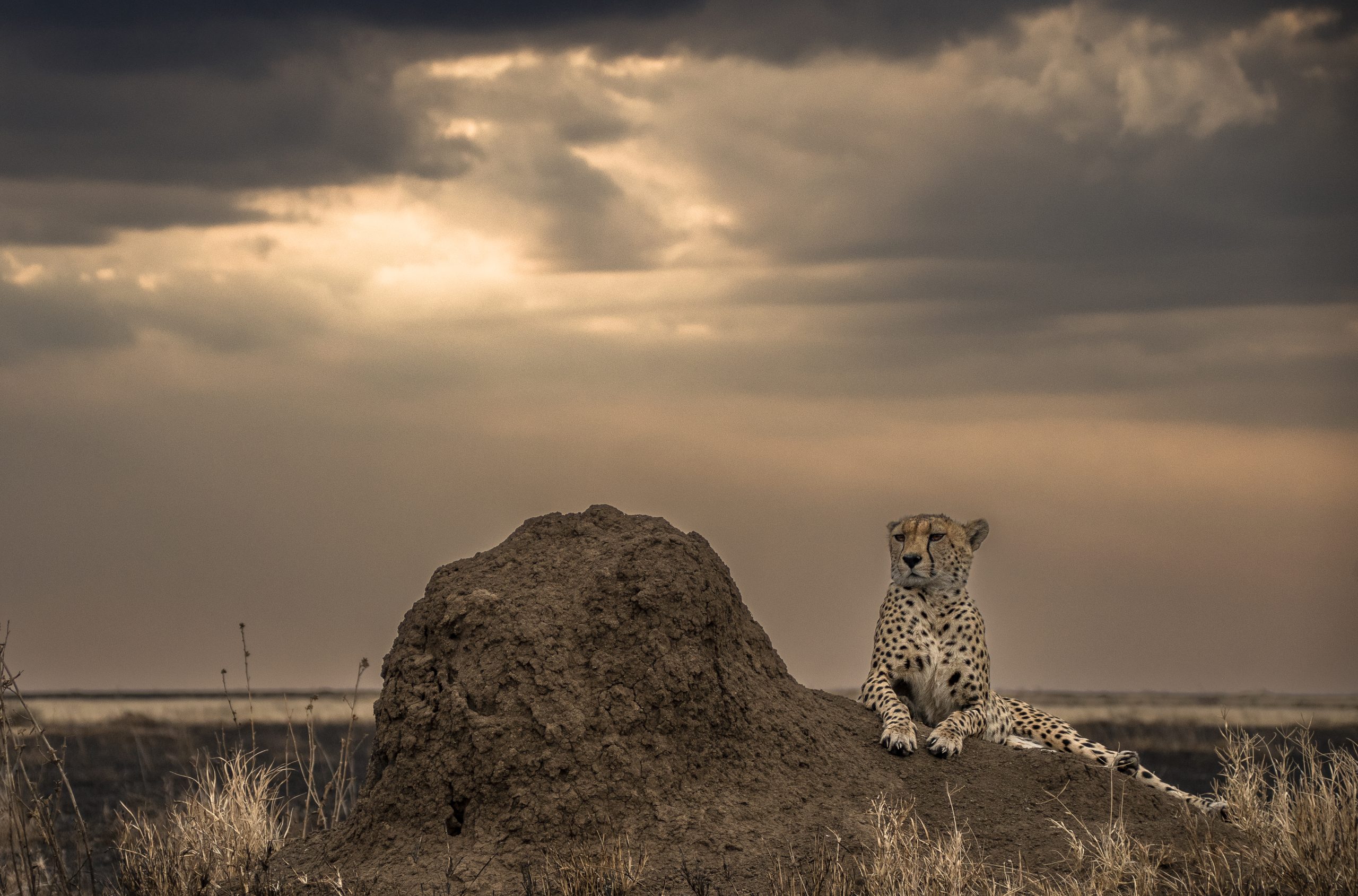 Serengeti Photo Expedition