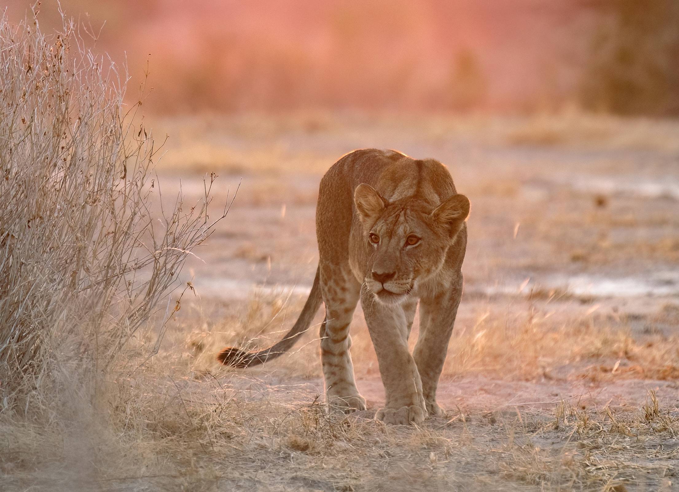 Pole Pole Safari: The Slow-Paced Tanzania Journey