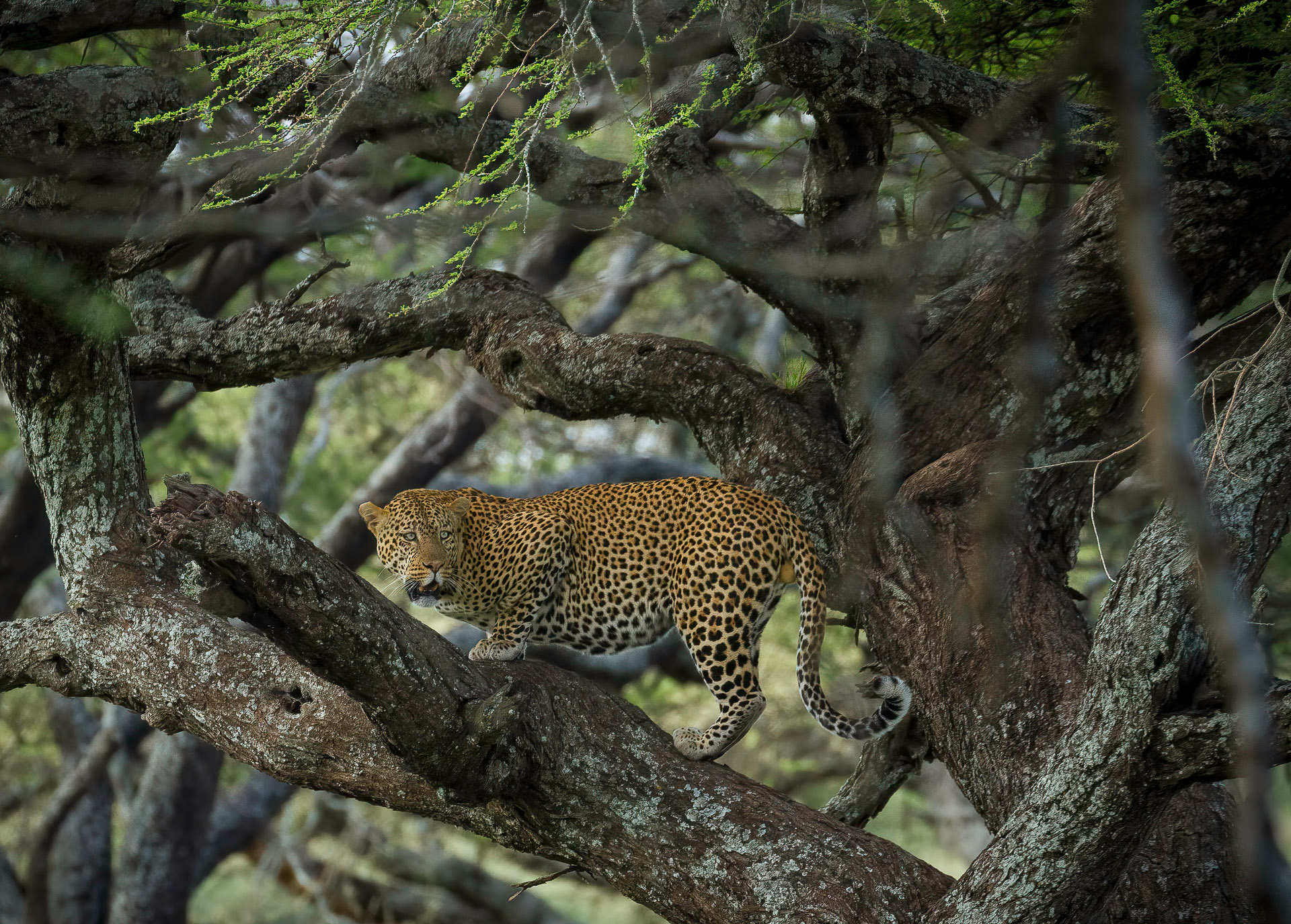 Journey to Western Serengeti