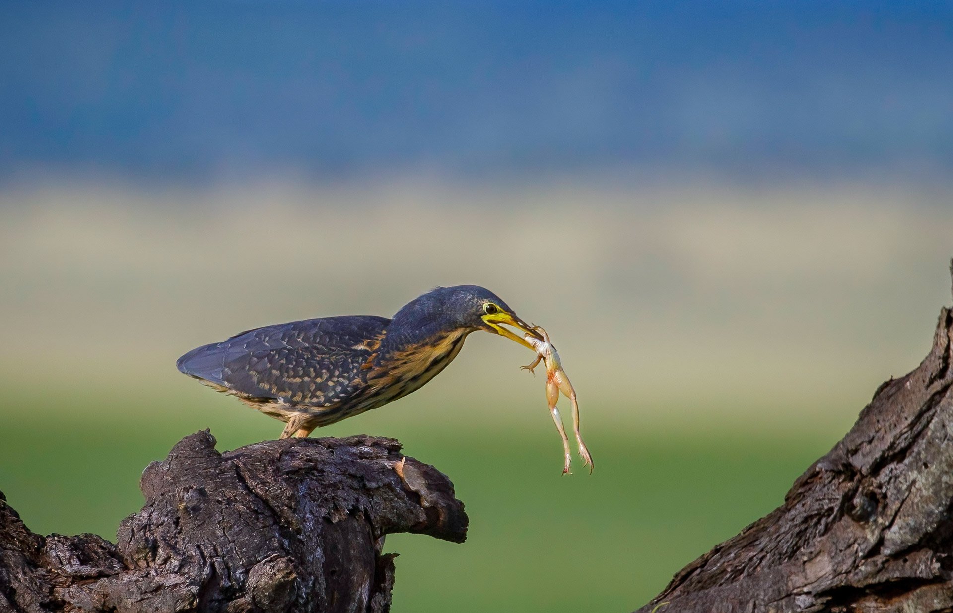 09 Days Northern Tanzania Birding Safari