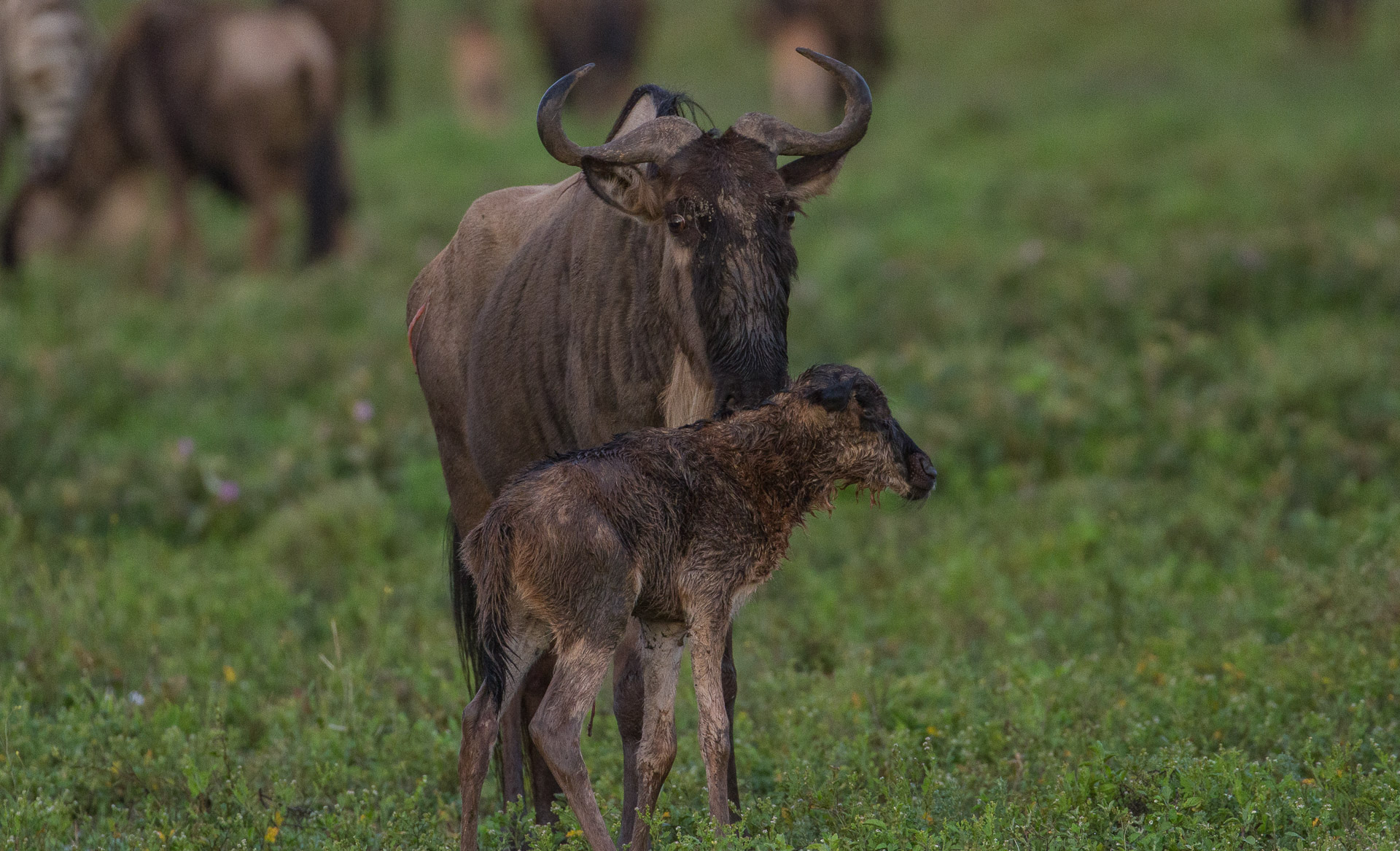 Serengeti Calving Season