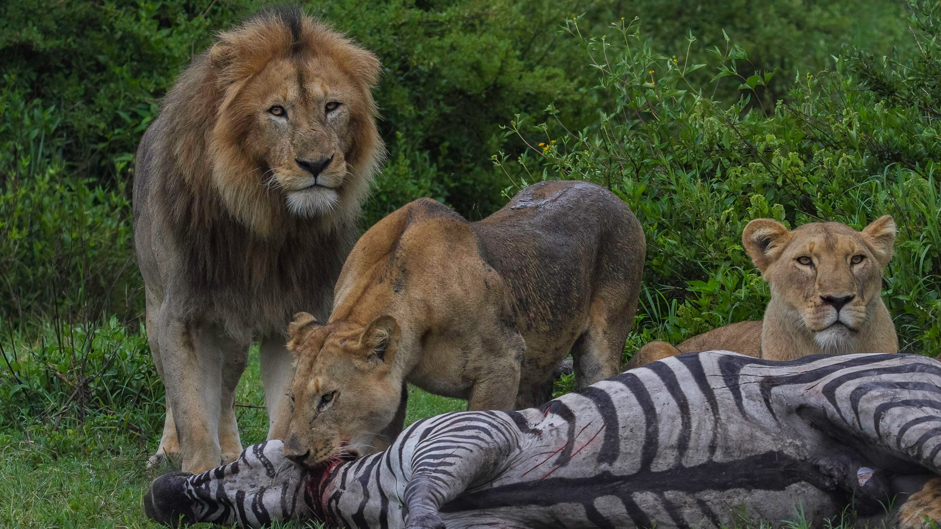 _MG_5445-Edit copy (1)