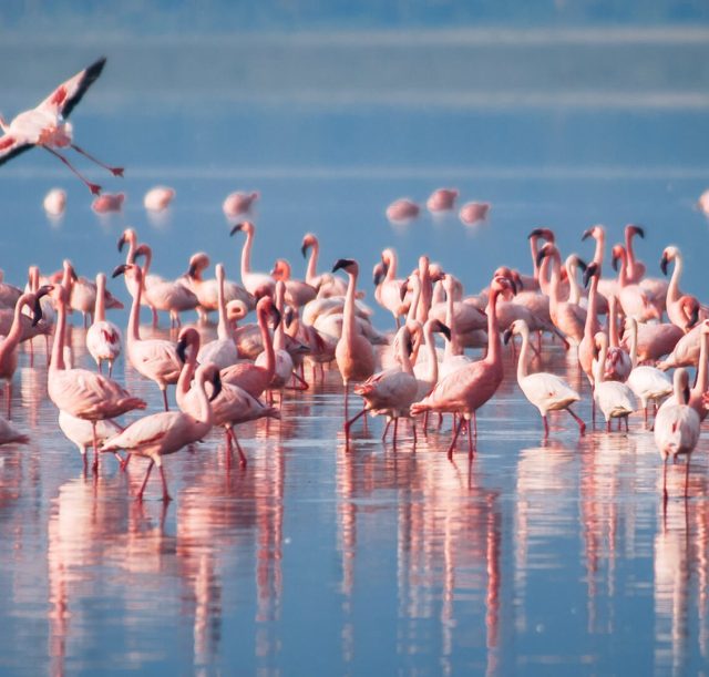 A-flock-of-flamingos-Lake-Manyara-Arusha-Tanzania