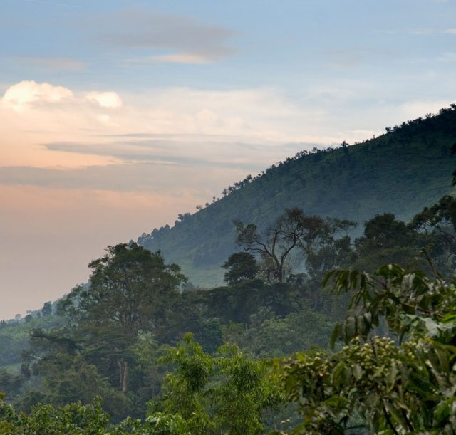 In-search-of-Bwindi’s-birds-and-waterfalls