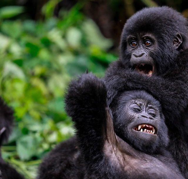 baby-gorillas