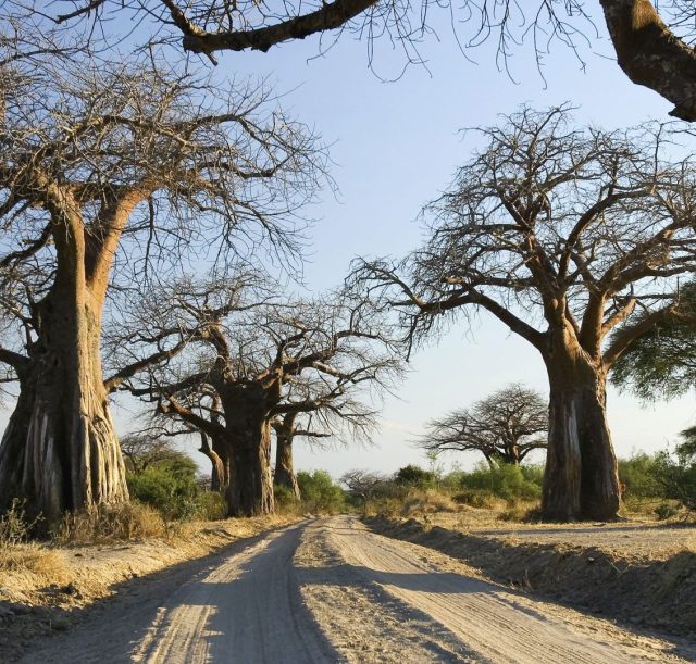 baobab-trees-ruaha