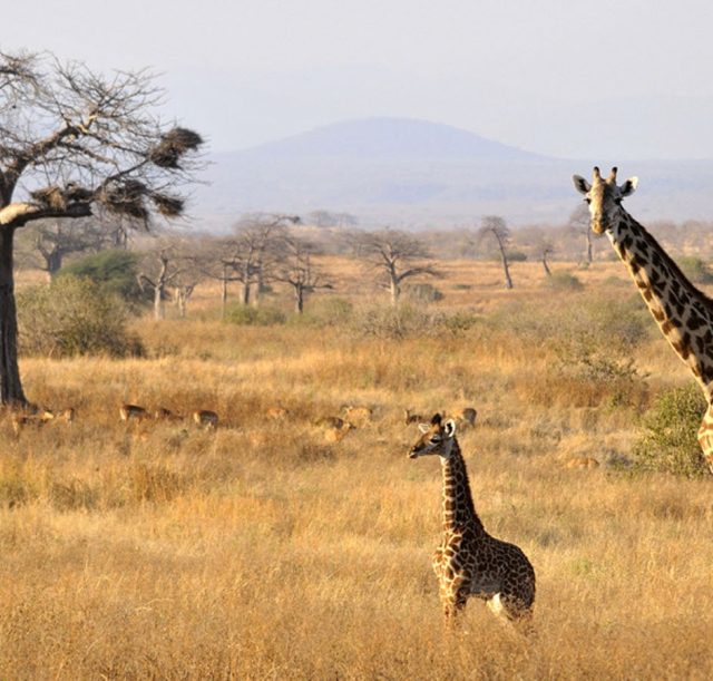 ruaha=401188-300