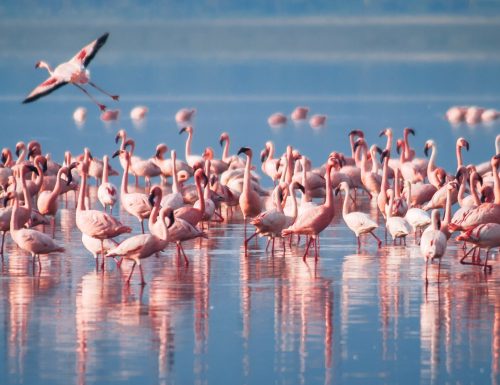A-flock-of-flamingos-Lake-Manyara-Arusha-Tanzania