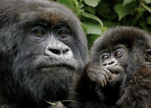 Mountain-Gorillas-1170x750