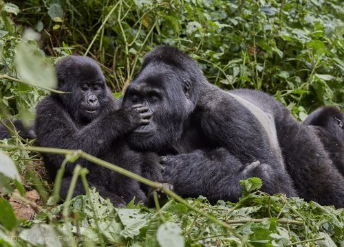 mountain-gorilla_P4A7740_12_2024