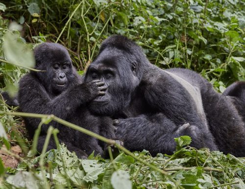 mountain-gorilla_P4A7740_12_2024